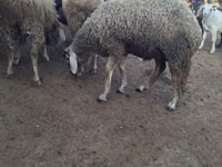 Baran, Baerchuke sheep — zdjęcie 1