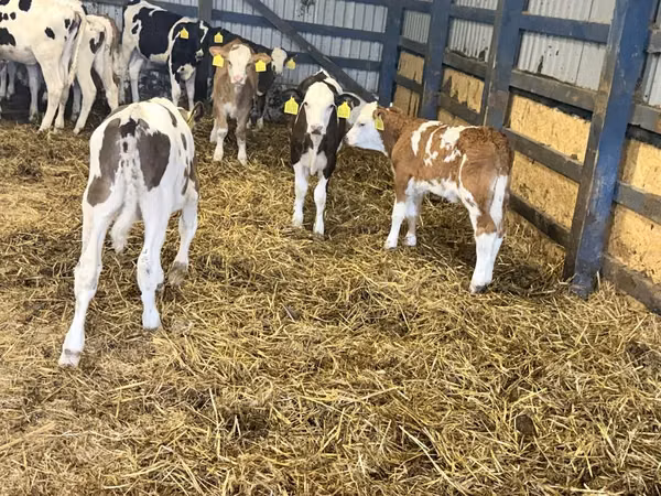 Bovins (lot, sexe non indiqué), Simmental cattle