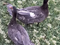 Ducks — الصورة 6