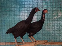 Chickens — photo 3