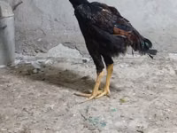Chickens — foto 6