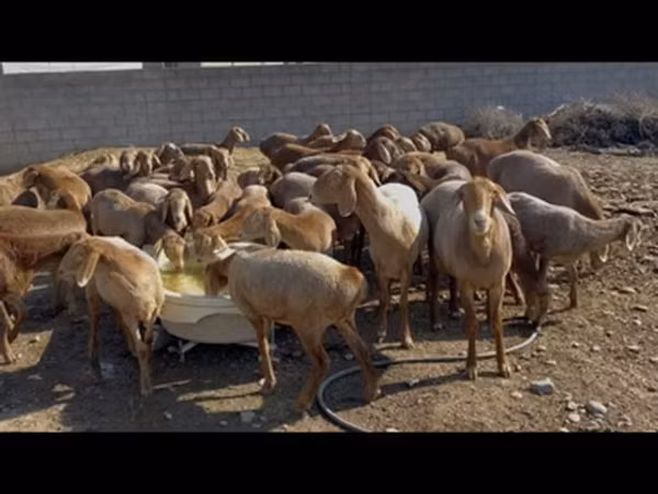 ცხვარი, ცხვრები