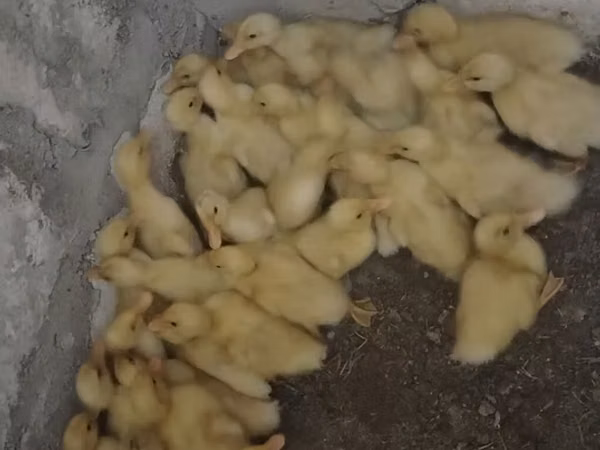 Ducks