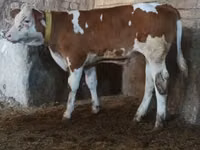 Toro, Simmental cattle — foto 1