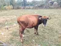 सांड, मवेशी — फ़ोटो 2