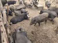 Boar — photo 1