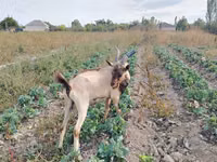 Cabro, Alpine goat — foto 3