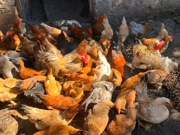Chickens