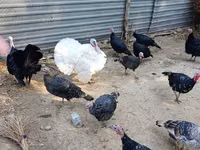 Turkeys — photo 3