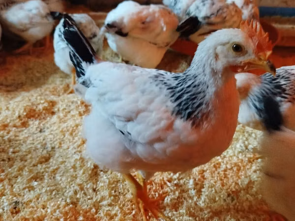 Chickens