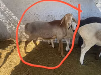 Bélier, Moutons — photo 1