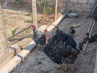Turkeys — foto 4