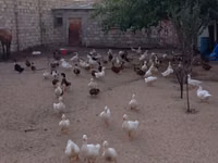 Ducks — zdjęcie 5