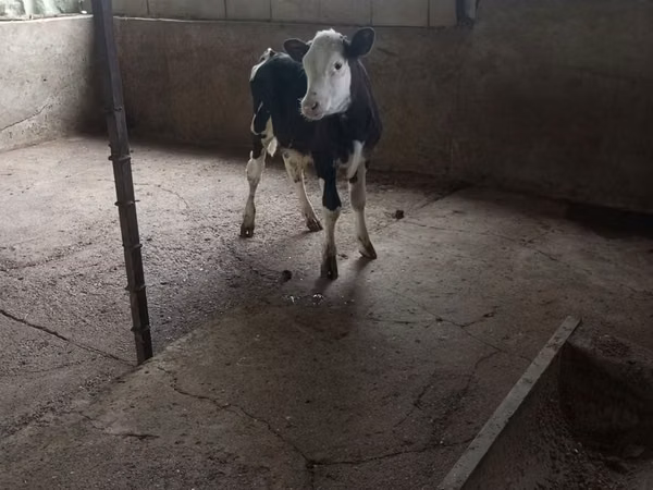 सांड, Russian Black pied cattle