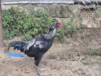 Chickens — zdjęcie 5