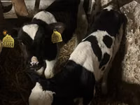 Bull, Russian Black pied cattle — photo 4