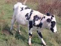 Vaca, Raza Holstein — foto 2