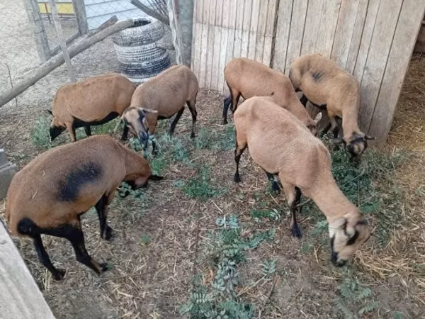 ცხვარი, Cameroon sheep
