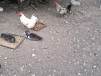 Chickens — Foto 5