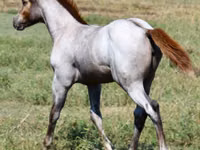 Madyan, Quarter Horse — foto 4