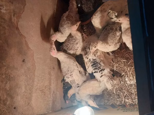 Turkeys