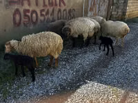 ვერძი, ცხვრები — ფოტო 8