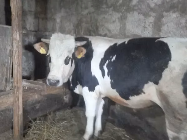காளை, Russian Black pied cattle