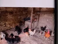 Chickens — foto 1