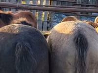 Pferde (Partie, Geschlecht nicht angegeben), Horse breed — Foto 2