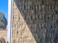 Eragrostis bales - Small (For Sale) — сүрөт 2
