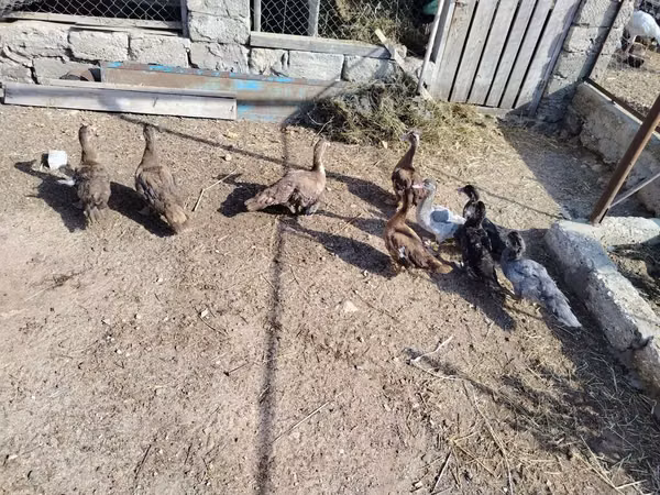Ducks