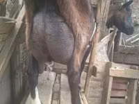 ஆண் வெள்ளாடு, Nubian Goat — புகைப்படம் 5