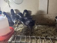 Australian Pit Game fowl — photo 4