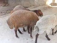 Oveja, Ovejas — foto 2