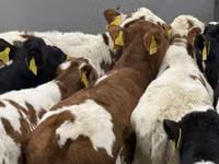 Rinder (Partie, Geschlecht nicht angegeben), Russian Black pied cattle — Foto 4