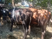 Krava, Simmental cattle — foto 5
