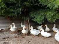 Ducks — Foto 5