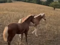 Madyan, Haflinger — foto 2