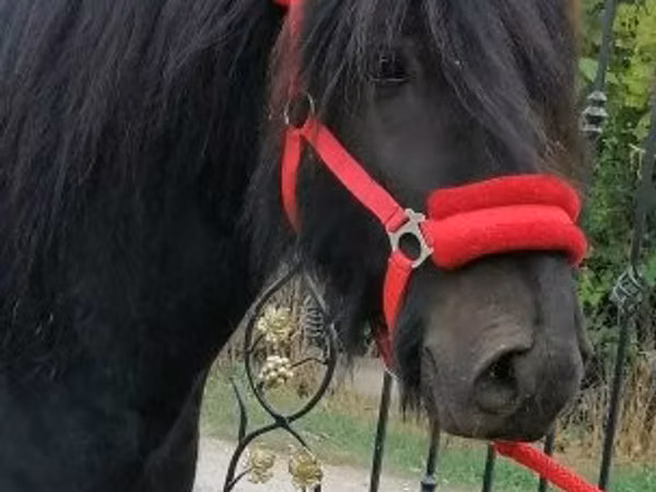 Aygʻir, Fell pony