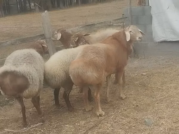 公羊, Sheep