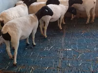 ஆண் ஆடு, Dorper sheep — புகைப்படம் 5