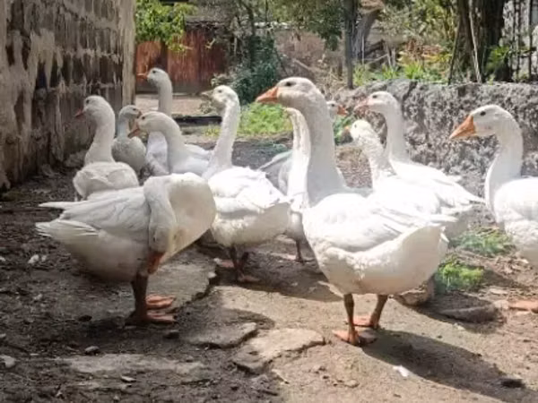 Geese — Arménie