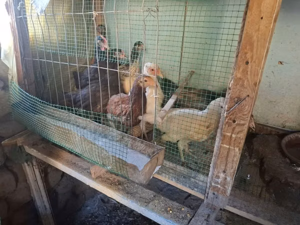 Chickens