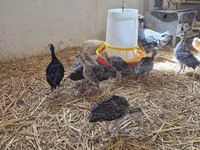 Turkeys — zdjęcie 5