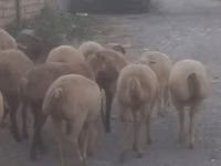 Schafe (Partie, Geschlecht nicht angegeben), Schafe — Foto 6