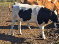 Krowa, Russian Black pied cattle — zdjęcie 2