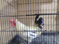 Japanisches Bantam — Foto 5
