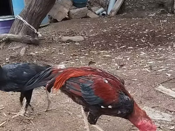 Chickens