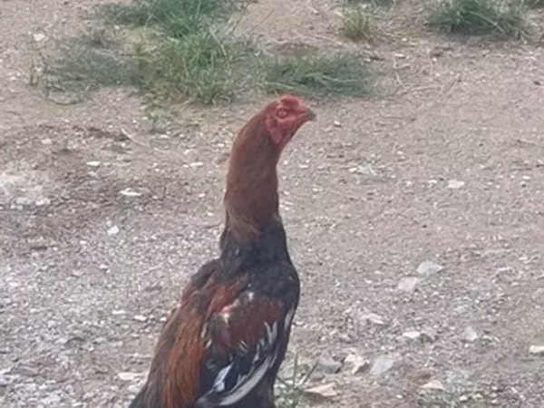 Chickens