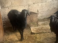 ஆண் ஆடு, ஆடுகள் — புகைப்படம் 4